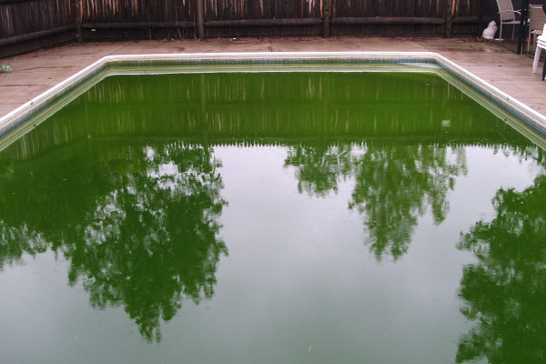 Algen im Pool